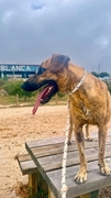 HENKO Imagen 1